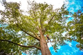 Why Choose Our Tree Removal Services in Bottineau, ND?