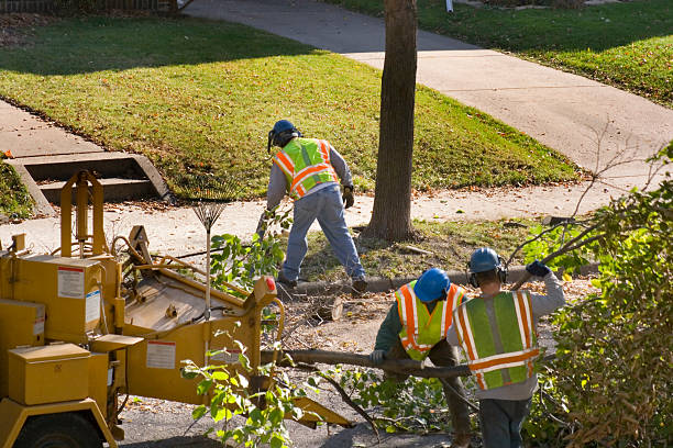 Best Tree Health Inspection  in Bottineau, ND