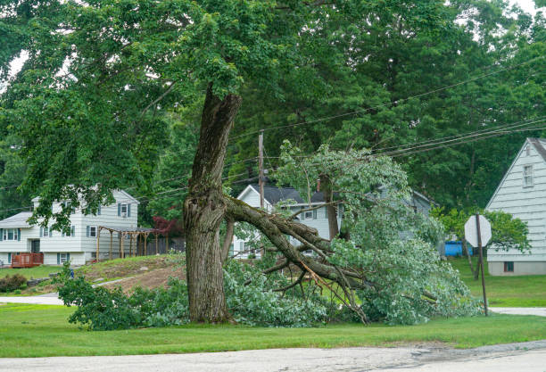 Best Tree Disease Treatment  in Bottineau, ND