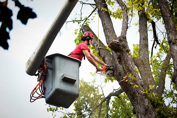 Best Tree Risk Assessment  in Bottineau, ND