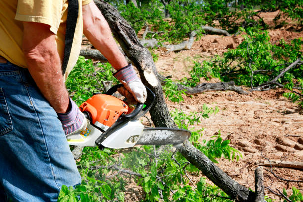 Best Tree Planting Services  in Bottineau, ND